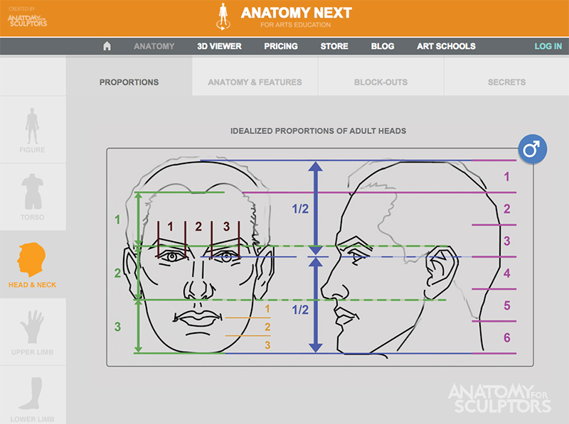 anatomy-next